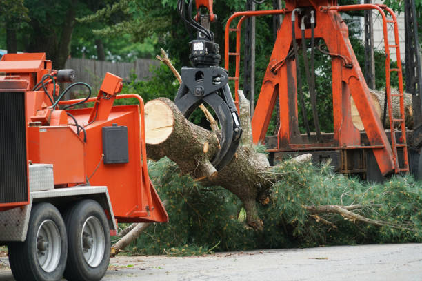 Best Emergency Tree Service  in Pleasant Grove, UT